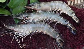 Tiger Prawns Home Delivery Guntur